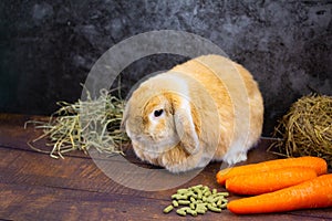 Holland lop rabbit on wooden background