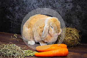 Holland lop rabbit on wooden background