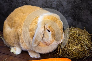 Holland lop rabbit on wooden background