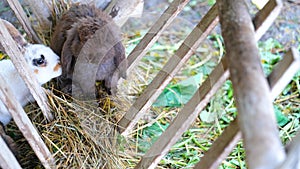 Holland Lops rabbit, cute brown rabbit is fluffy and soft