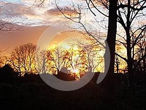 Holland park London, sunset, trees