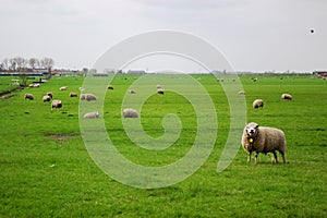 Holland pasture with sheeps