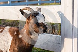 Holland pygmy goat near wooden fence in farm