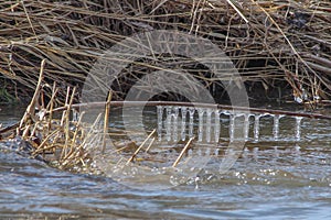 Holland River Icicles photo
