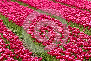 Holland, tulip country