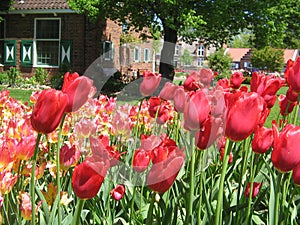 Holland Tulip Festival in May 4
