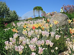 Holland Tulip Festival in May 5