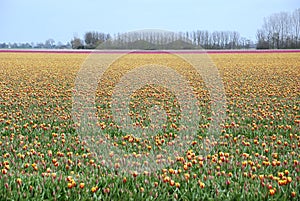 Holland Tulip field with yellow and pink flowers.