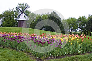 Holland Tulip Time Windmill  700759