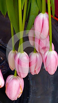 Holland Tulips