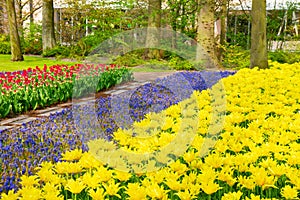 holland tulips field