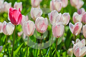 Holland tulips field. Spring magic of blossom. Dutch flowers. Colorful flowering landscape. Netherlands, Lisse - Tulip