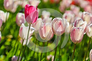 Holland tulips field. Spring magic of blossom. Dutch flowers. Colorful flowering landscape. Netherlands, Lisse - Tulip