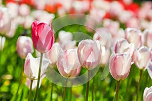 Holland tulips field. Spring magic of blossom. Dutch flowers. Colorful flowering landscape. Netherlands, Lisse - Tulip