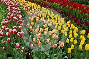 Holland tulips fields