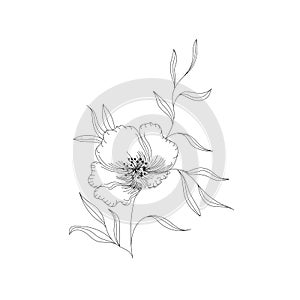 Holland tulips on a white background. Vector. Hand drawn artwork. Love concept for wedding invitations, cards, tickets,