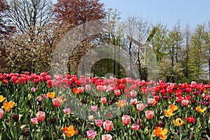 Holland windmills and field of tulips