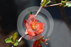 Hollandia Flowering Quince
