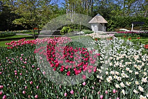 Hollands tulips bloom