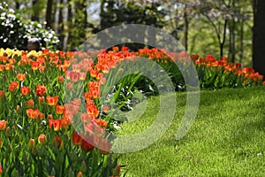 Hollands tulips bloom