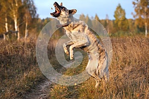 Hollandse herder catches a piece of food against the background of an autumn yellow field