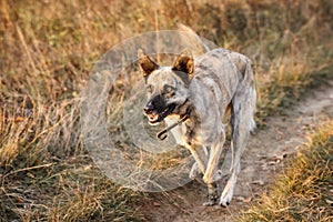 Hollandse Herder runs a gallop through the autumn field