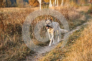 Hollandse Herder runs a gallop through the autumn field