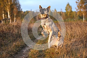 Hollandse Herder stands on the hind legs in the autumn field