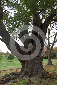 Hollow Ancient Oaktree