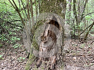 Hollow in a big old tree. Black hole in a wide tree trunk in the forest. Stump with through hole and moss