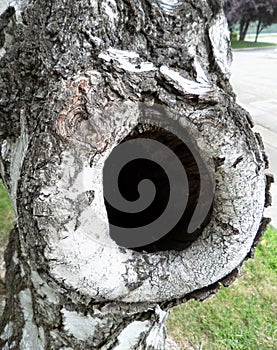 Eye of birch