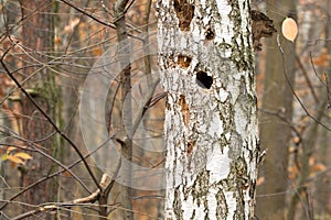 Hollow in birch tree trunk
