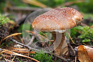The Hollow Bolete (Suillus cavipes) is an edible mushroom photo