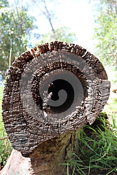 Hollow fallen tree trunk