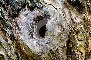 Hollow hole in a tree