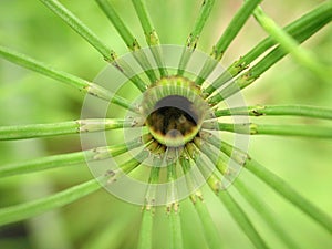 Hollow horsetail plant stem with radial leaves