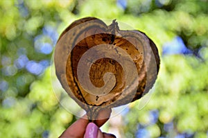 Hollow hull of Basiloxylon brasiliensis fruit in hand