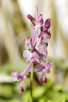 Hollow lark spur