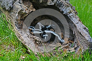 Hollow log filled with baby skunks.