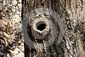 Hollow in an oak.