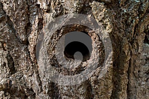 hollow in oak tree closeup selective focus