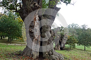 Hollow Oaktree In A Meadow