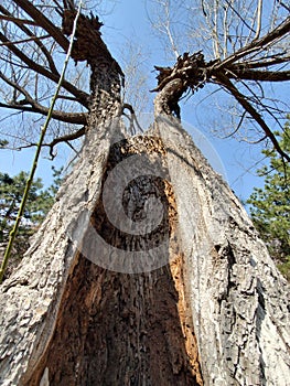 Hollow old tree