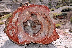 Hollow Petrified Rock