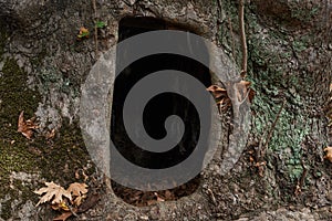 Hollow of plane tree as an entrance photo