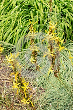 Hollow stemmed asphodel or Asphodelus Fistulosus plant in Saint Gallen in Switzerland photo