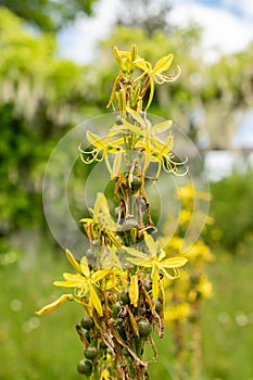 Hollow stemmed asphodel or Asphodelus Fistulosus plant in Saint Gallen in Switzerland photo