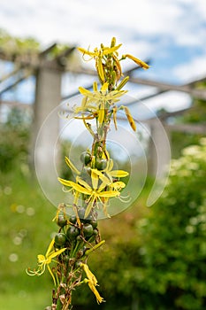 Hollow stemmed asphodel or Asphodelus Fistulosus plant in Saint Gallen in Switzerland photo
