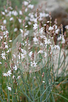 Hollow-stemmed asphodel photo