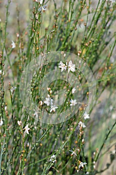 Hollow-stemmed asphodel photo